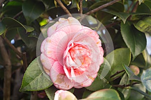 Pink flower of camellia