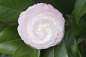 the pink of flower Camellia Debutante japonica