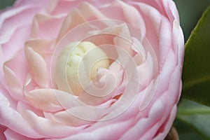 the pink of flower Camellia Debutante japonica