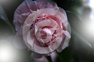 Pink Flower Camellia japonica `Betty Sheffield Pink`. Pink Camellia flower beautiful pink flower with blooming in the garden