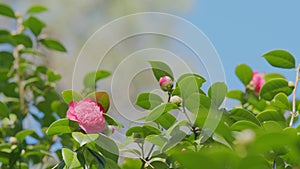Pink Flower Camellia. Lightly Pink Petals. Evergreen Glossy Leaves On Shrub.