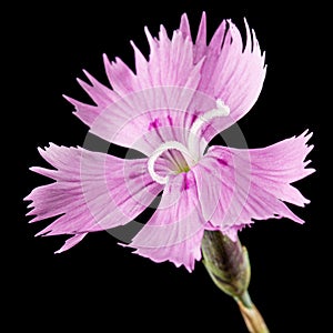 Pink flower of carnation, lat. Dianthus deltoides, isolated on black background