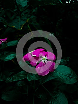 Pink flower of Catharanthus roseus or Tapak dara