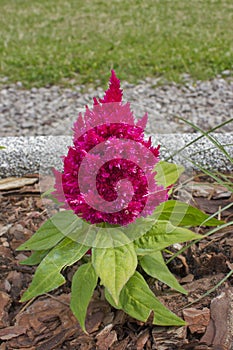 pink flower celesia comb