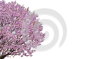 Pink flower, Cherry blossoms tree isolated on white background