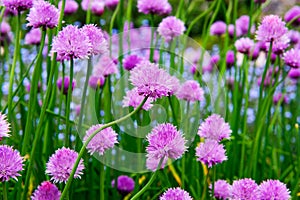 A pink flower of chives, Allium schoenoprasum