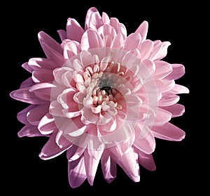 Pink flower chrysanthemum, garden flower, black isolated background with clipping path. Closeup. no shadows. blue centre.