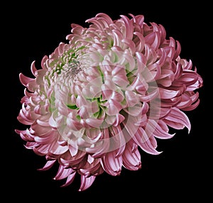 Pink flower chrysanthemum isolated on black background. For design. Clearer focus. Closeup.