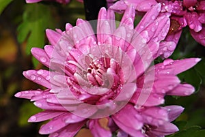 Pink flower Chrysanthemum with water drops, macro photography