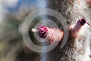 Pink flower of a Cleistocactus strausii photo
