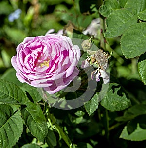 Pink flower of a climbing rose on a Bush