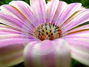 Pink flower - close-up