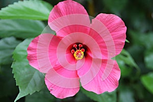 Pink Flower Close up