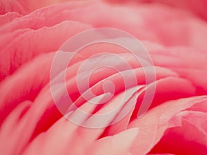 Pink flower close-up backround