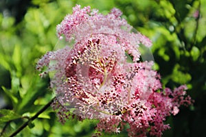 Pink flower close up beautiful