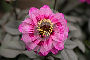 Pink Flower Close-up with Grey Background