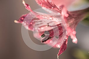 pink flower close-up light bokeh background water drops