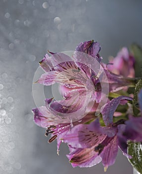 pink flower close-up macro bokeh background blossom