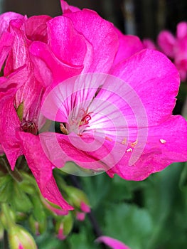 Rosa flor 