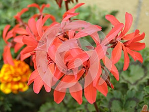 Pink flower closeup