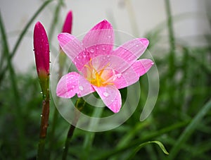 Pink flower, Closeup of beautiful pink flowers