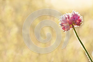 Pink flower of a clover is covered with hoarfrost close up