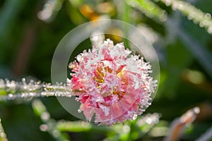 Pink flower of a clover is covered with hoarfrost macro