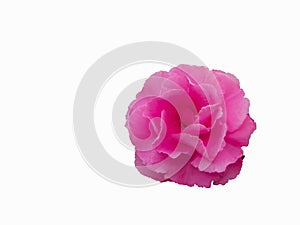 Pink flower of common peonys isolated on the white background photo
