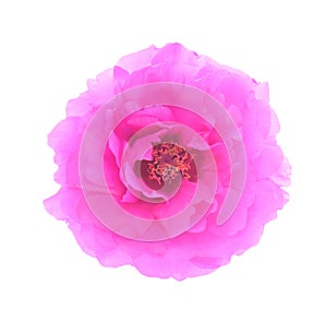 Pink Flower; Common Purslane Isolated on White background.