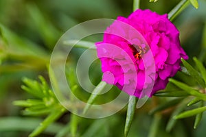 Pink flower,,Common Purslane, portulaca flowers, Verdolaga, Pigweed photo
