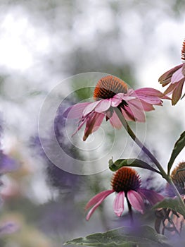 Pink Flower of the conifers