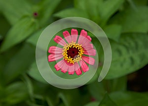 Pink flower. Copy space. Blur green leaves background.