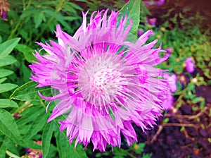 Pink flower cornflower