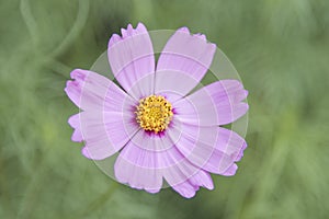 Pink flower Cosmos sensation