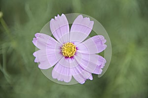 Pink flower Cosmos sensation isolated