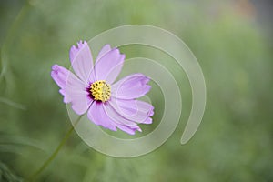 Pink flower Cosmos sensation isolated