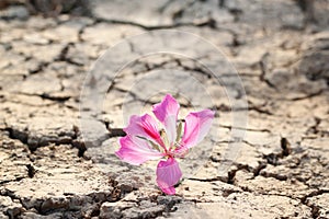 Pink flower on crack ground background