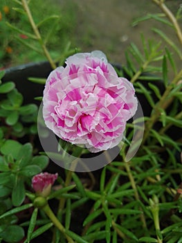 Pink flower creeper in a pot