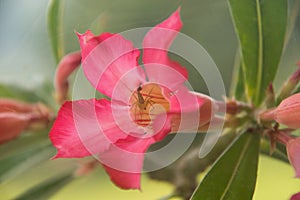 Pink flower with critter in centre