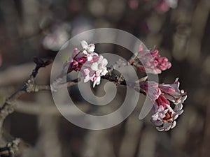 Pink flower of Culvers root Viburnum farreri