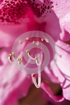 Pink flower with curving stamen