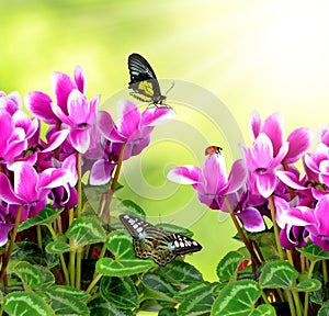 Pink flower cyclamen with butterflies