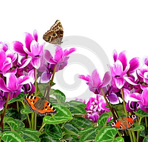 Pink flower cyclamen with butterflies