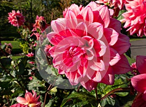 Pink flower dahlia close up on a sunny day