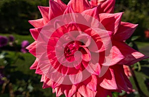 Pink flower dahlia close up on a sunny day