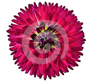 Pink flower dahlia. Flower isolated on white background. For design. Closeup. Clearer focus.