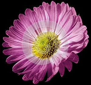 Pink flower daisy isolated on black background. For design. Closeup.