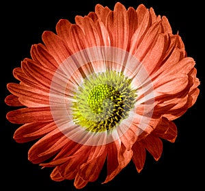 Pink flower daisy isolated on black background. For design. Closeup.