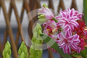 Pink flower decoration