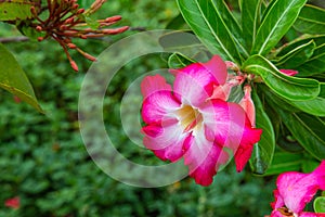 Pink flower Desert rose adenium obesum on the grounds of St. Paul`s Cathedral Abidjan Ivory Coast.